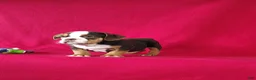 Beabull dogs for sale: Silas - Ad 4