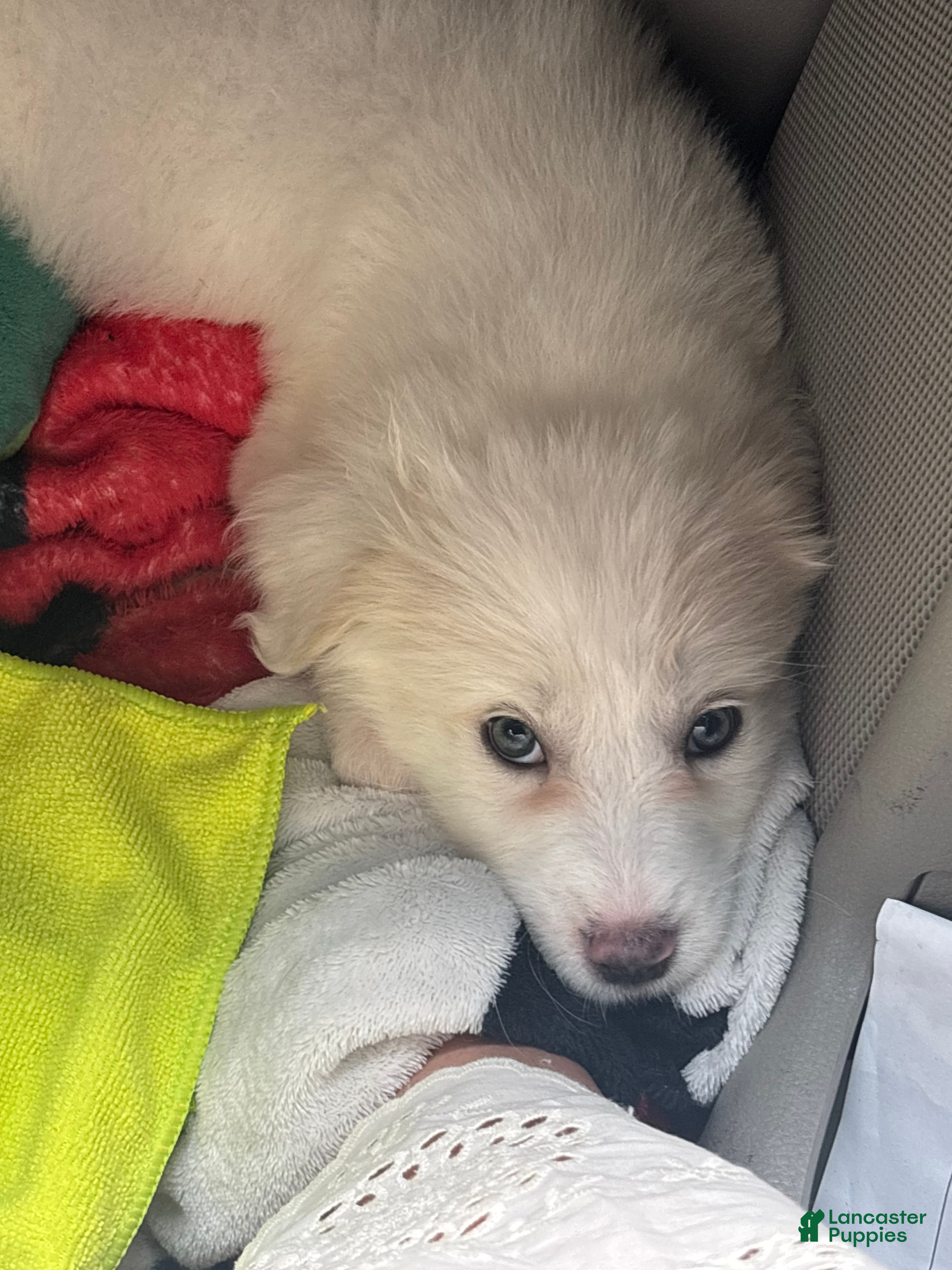 Great Pyrenees dogs Juno  - Ad 2