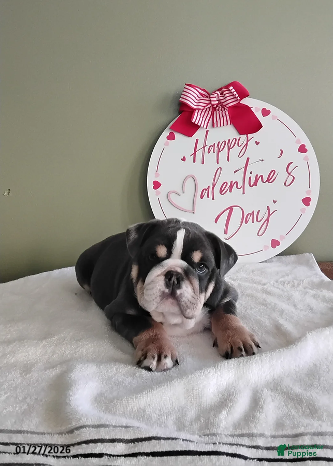 English Bulldog dogs for sale: Tarson - Ad 3
