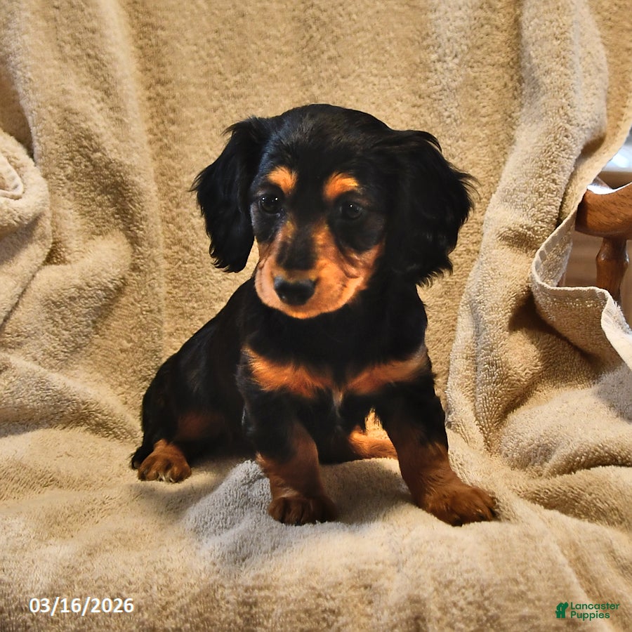 Miniature Dachshund dogs Cindy - Ad 1