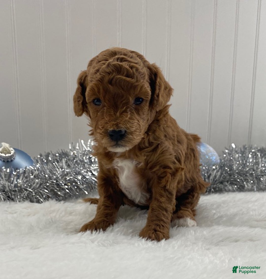Toy Poodle dogs for sale: Ruby - Ad 4