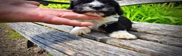Havapoo dogs for sale: Scout - Ad 5