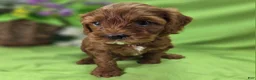 Cockapoo dogs for sale: Emily - Ad 9