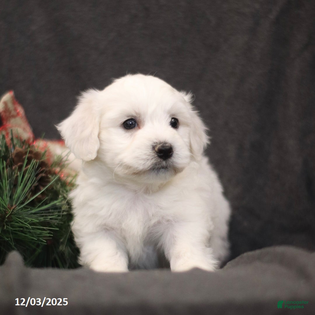 Bichon Frise dogs for sale: Jingle  - Ad 5