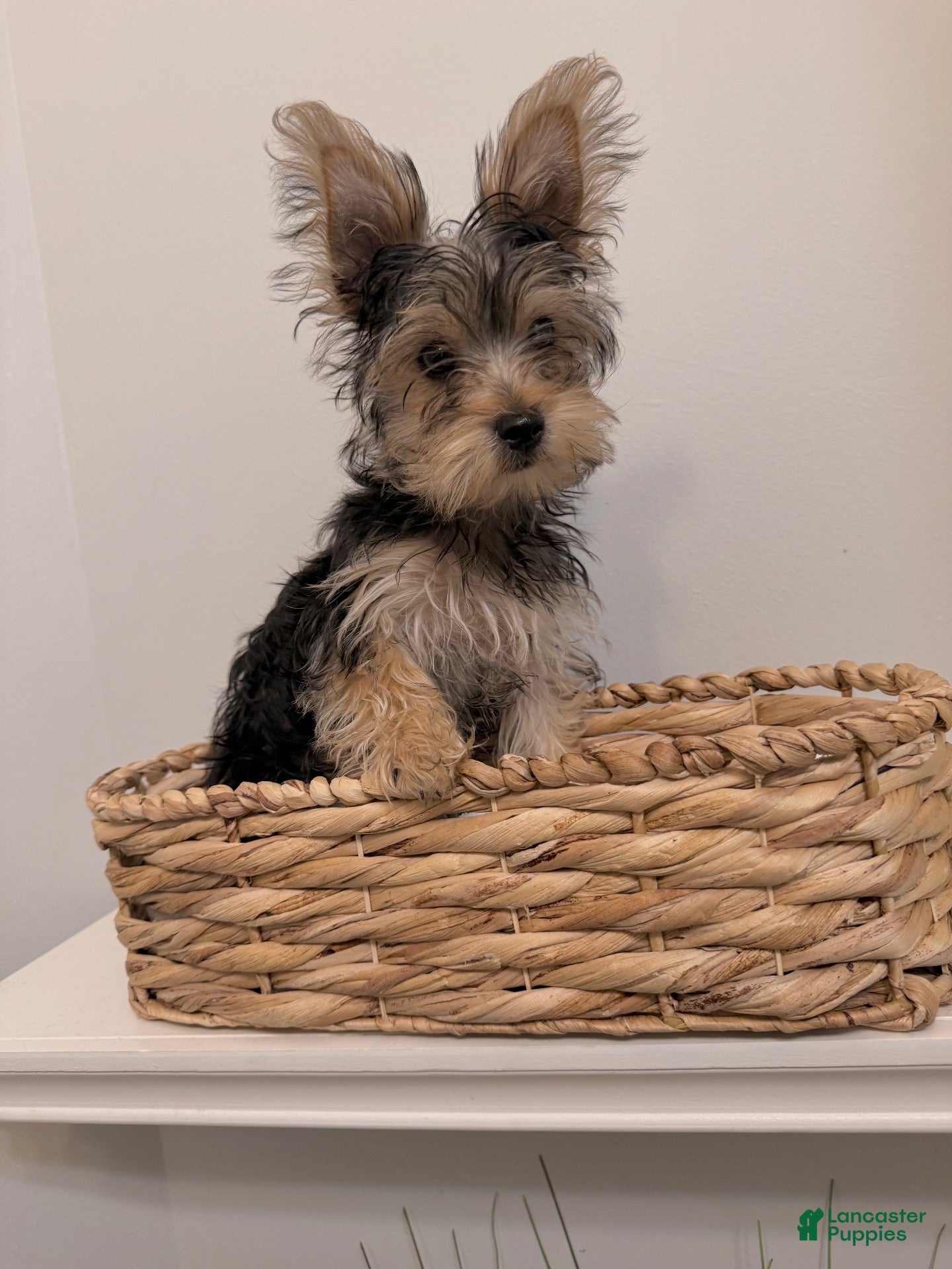 Yorkshire Terrier dogs Yorkshire Terrier 1 - Ad 8