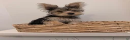 Yorkshire Terrier dogs for sale: Yorkshire Terrier 1 - Ad 1