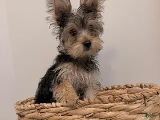 Yorkshire Terrier dogs Yorkshire Terrier 1 - Ad 8
