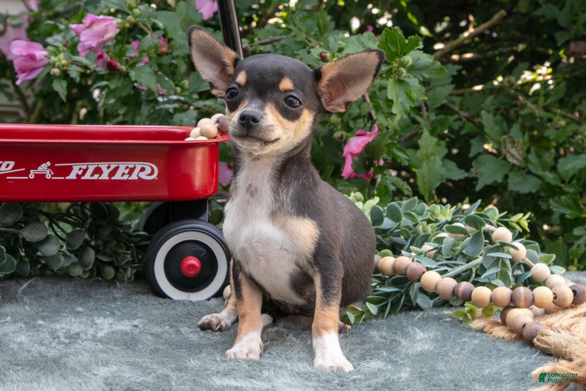 Chihuahua dogs Nova - Ad 1