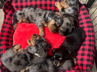 Dachshund dogs Dachshund Puppy 2 - Ad 20