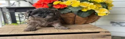Mixed Breed dogs for sale: Quincey - Ad 6