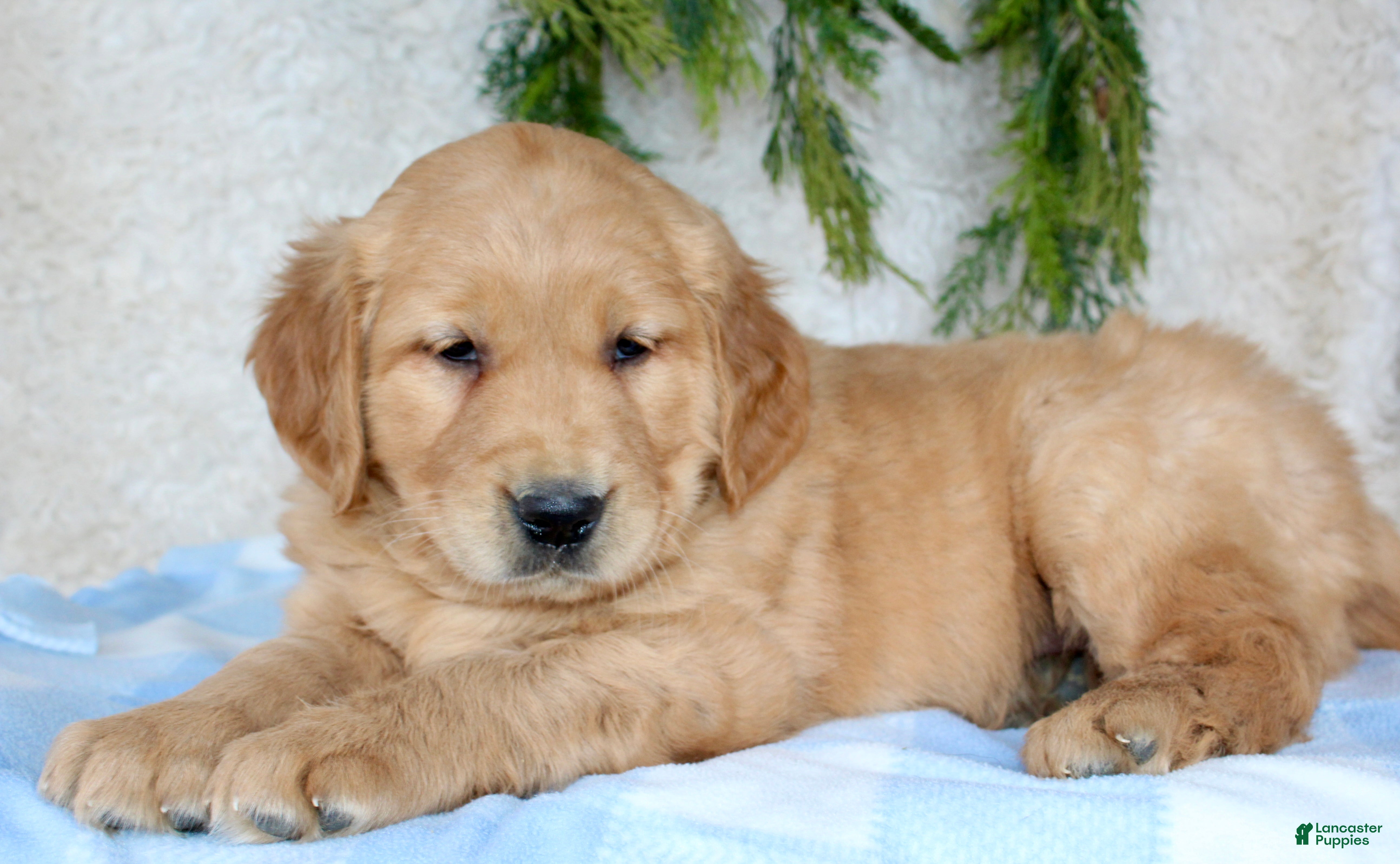 Golden Retriever dogs Bruno - Ad 33