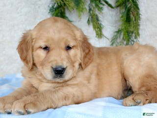 Golden Retriever dogs Bruno - Ad 42