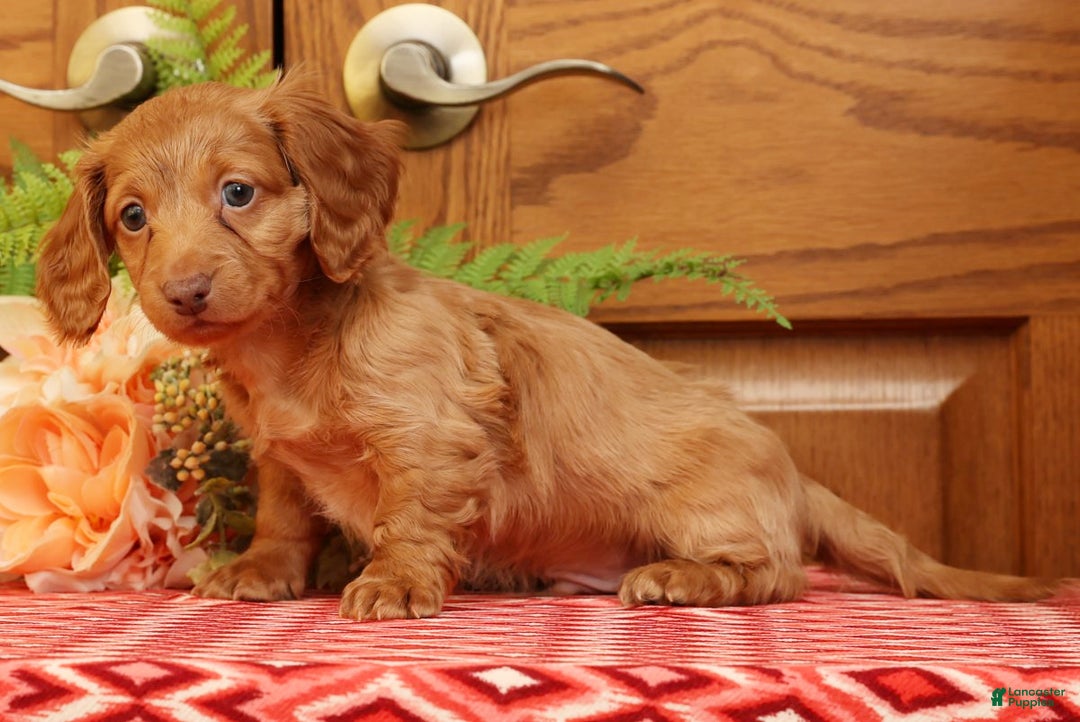 Miniature Dachshund dogs for sale: Darvin - Ad 3