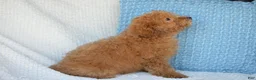 Mixed Breed dogs for sale: Shorty - Ad 2
