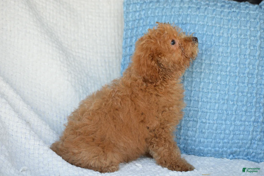 Mixed Breed dogs for sale: Shorty - Ad 2