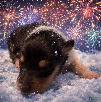 Collie dogs for sale: Caleb - Ad 4