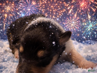 Collie dogs Caleb - Ad 5