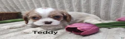 Cavalier King Charles Spaniel dogs for sale: Teddy - Ad 5