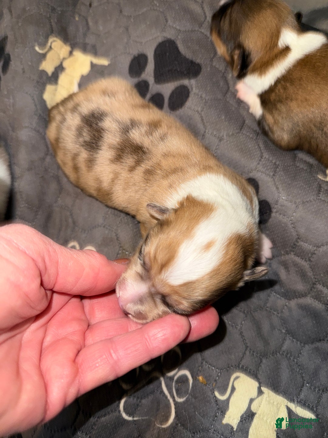 Welsh Corgi Pembroke dogs for sale: Welsh Corgi Pembroke Puppy 3 - Ad 2