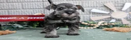Miniature Schnauzer dogs for sale: Qunicy - Ad 1