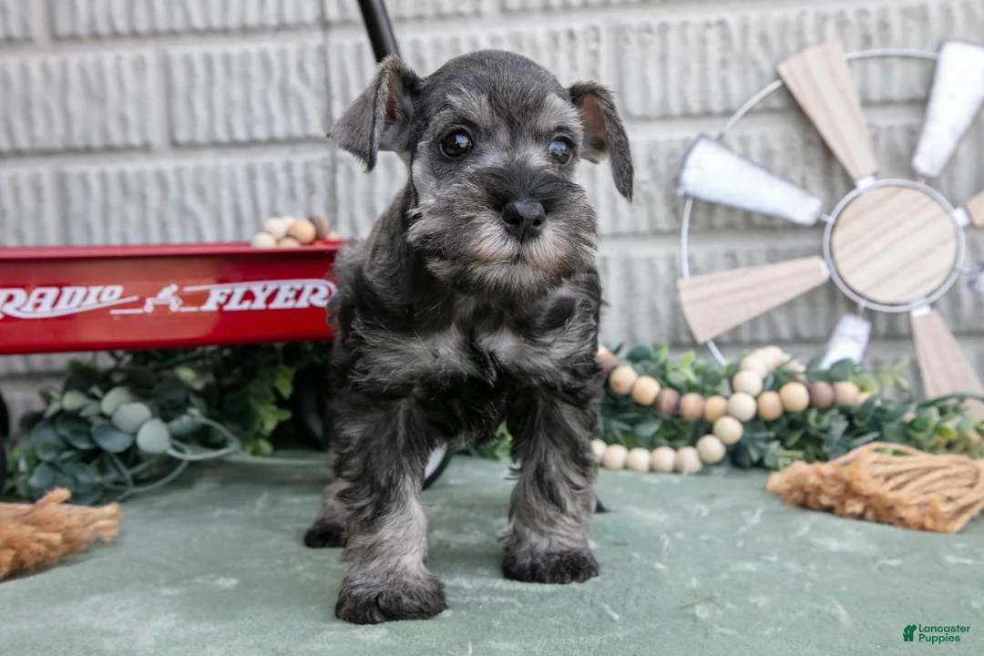 Miniature Schnauzer dogs for sale: Qunicy - Ad 1