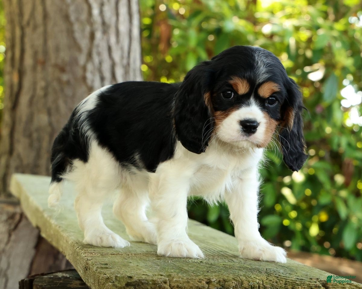 Cavalier King Charles Spaniel dogs for sale: Carla - Ad 4