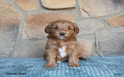 Mini Goldendoodle dogs for sale: Millie - Image 2