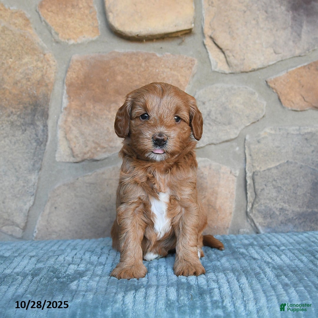 Mini Goldendoodle dogs for sale: Millie - Image 2