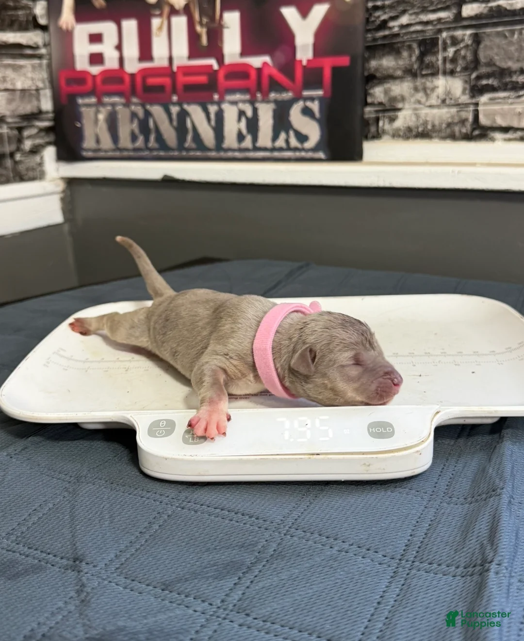 American Bully dogs for sale: Blossom - Ad 1
