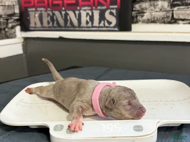 American Bully dogs for sale: Blossom - Ad 1