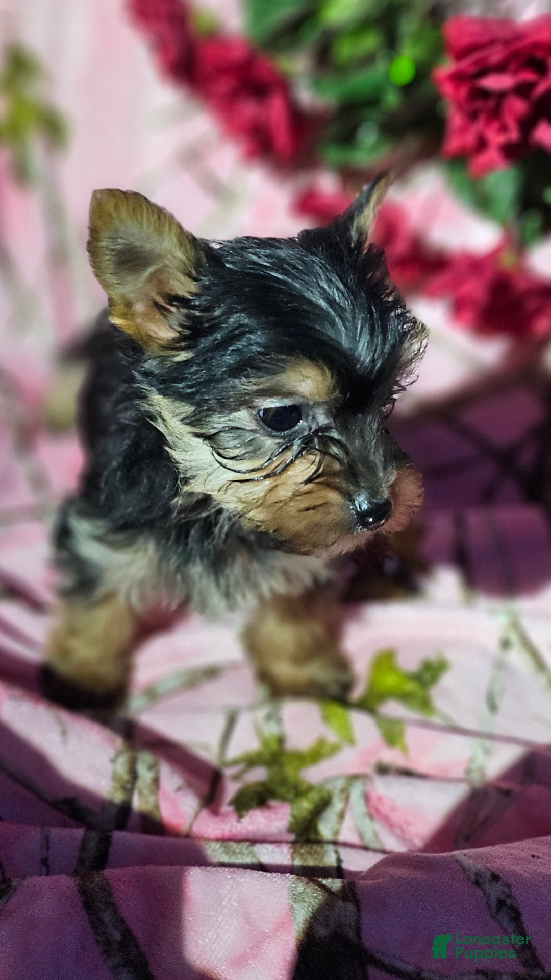 Morkie dogs for sale: TWILIGHT  - Ad 8