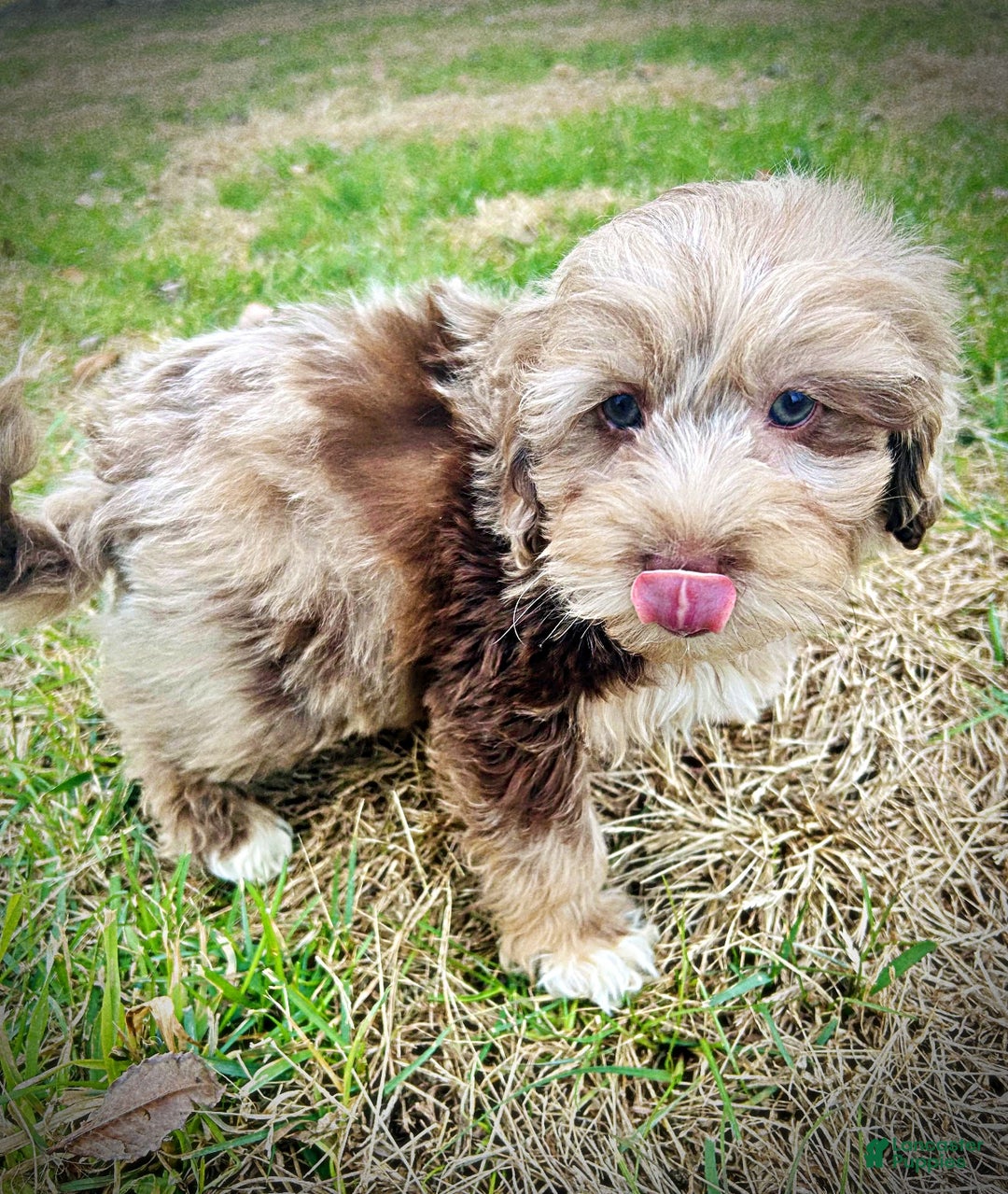 Havapoo dogs for sale: Winston - Ad 9