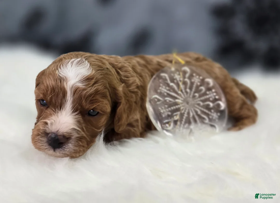 Cavapoo dogs for sale: Blizzard - Ad 3