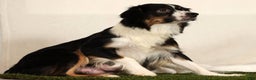 Miniature Australian Shepherd dogs for sale: Dolly - Ad 10