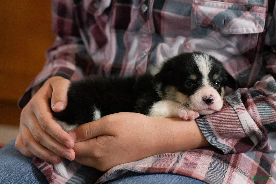 Welsh Corgi Pembroke dogs for sale: Poppy - Ad 1
