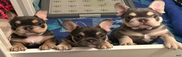 French Bulldog dogs for sale: Storm - Ad 7