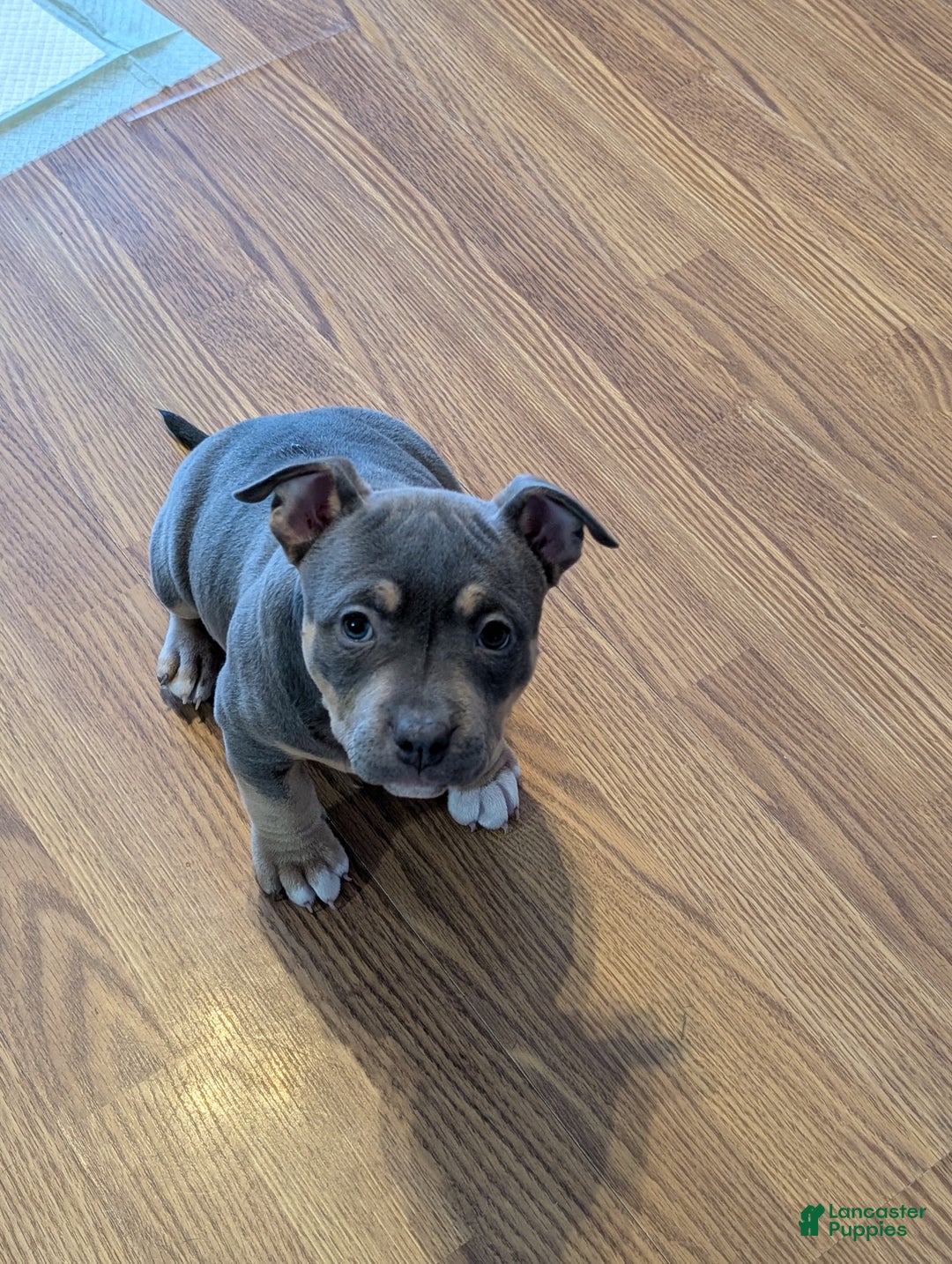 American Bully dogs for sale: American Bully Puppy 1 - Ad 4