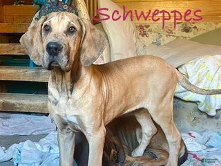 Great Dane dogs - Ad 4