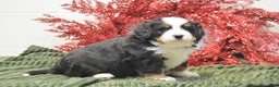 Bernese Mountain Dog dogs for sale: Carly - Ad 4