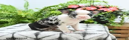 Boston Terrier dogs for sale: Alexia - Ad 4