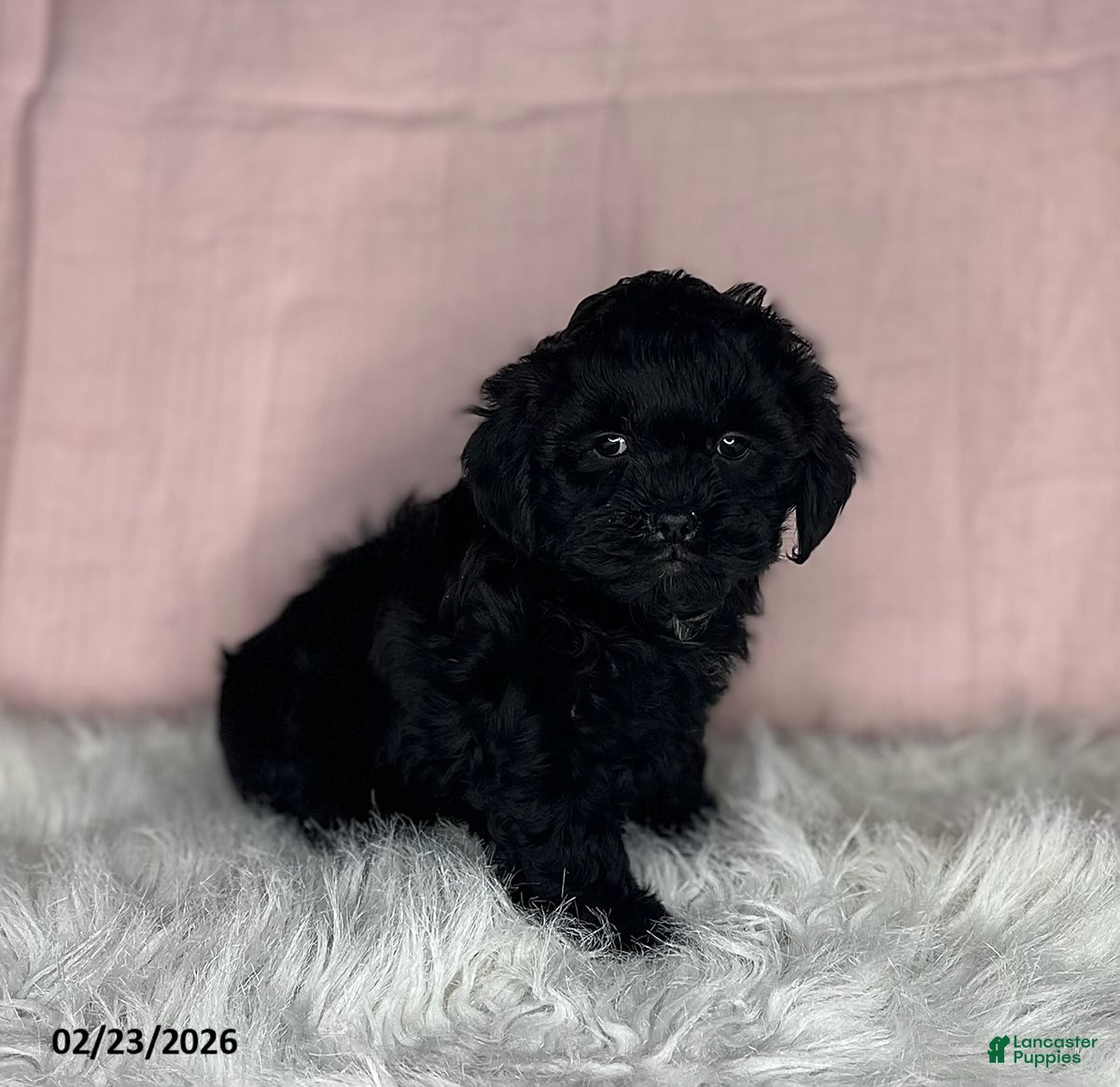 Mixed Breed dogs Sandra - Ad 2