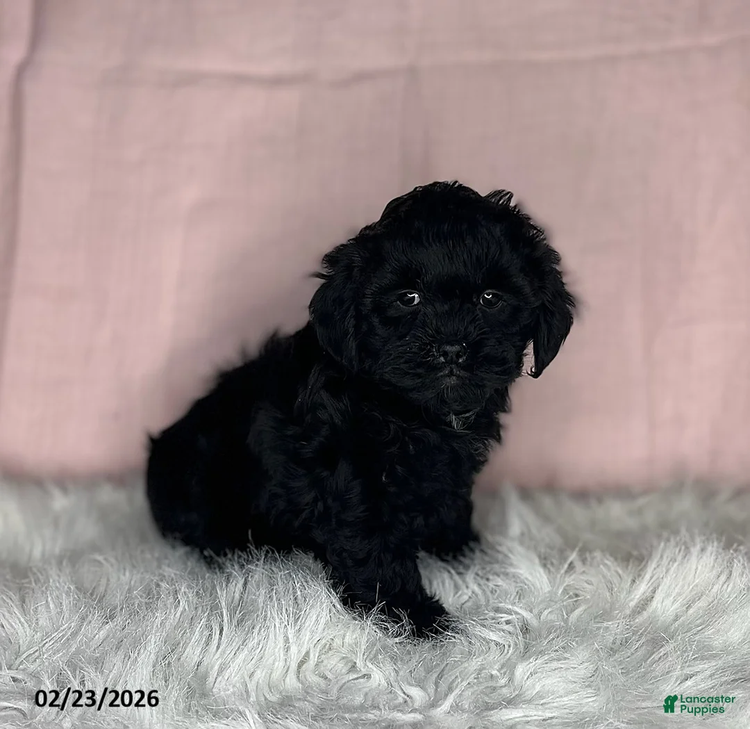 Mixed Breed dogs for sale: Sandra - Ad 2