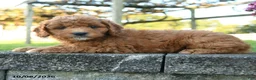 Mini Goldendoodle dogs for sale: Baldwin - Ad 4