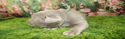 Labrador Retriever dogs for sale: Steele - Ad 5