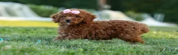 Miniature Poodle dogs for sale:  Dixie 🎀🐶 - Ad 10
