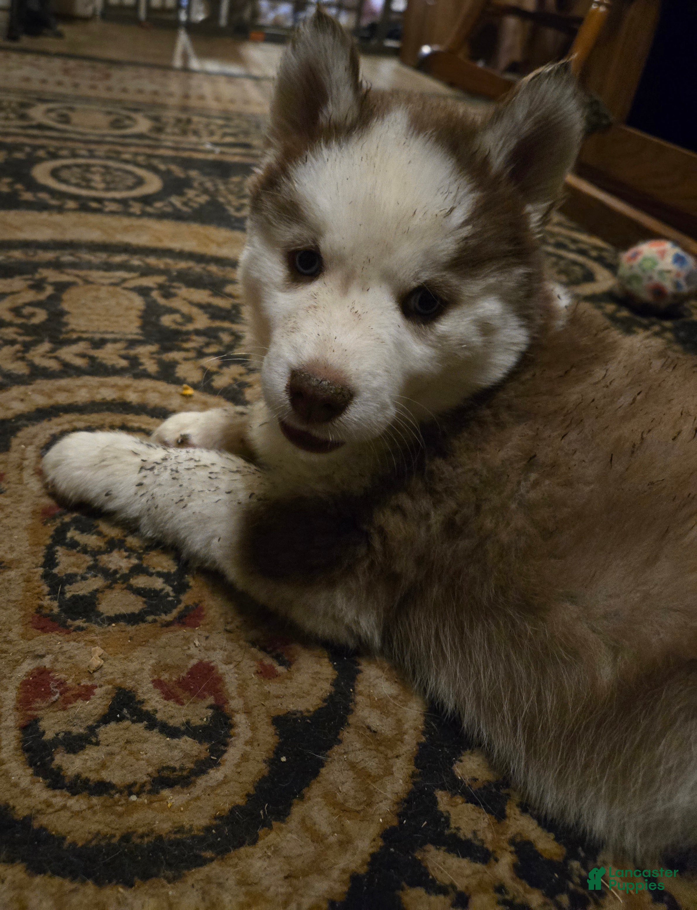 Siberian Husky dogs Bonnie - Ad 19