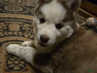 Siberian Husky dogs Bonnie - Ad 19