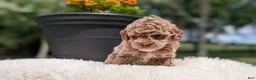 Miniature Poodle dogs for sale: Ruby - Ad 8