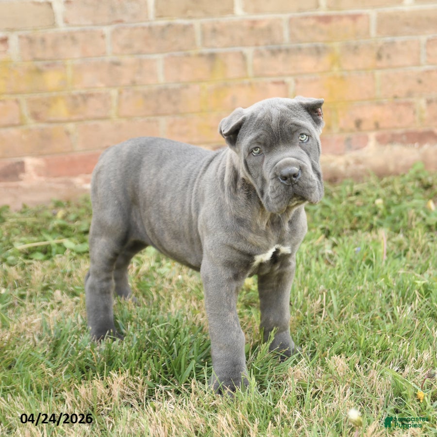 Cane Corso dogs Coral - Ad 2