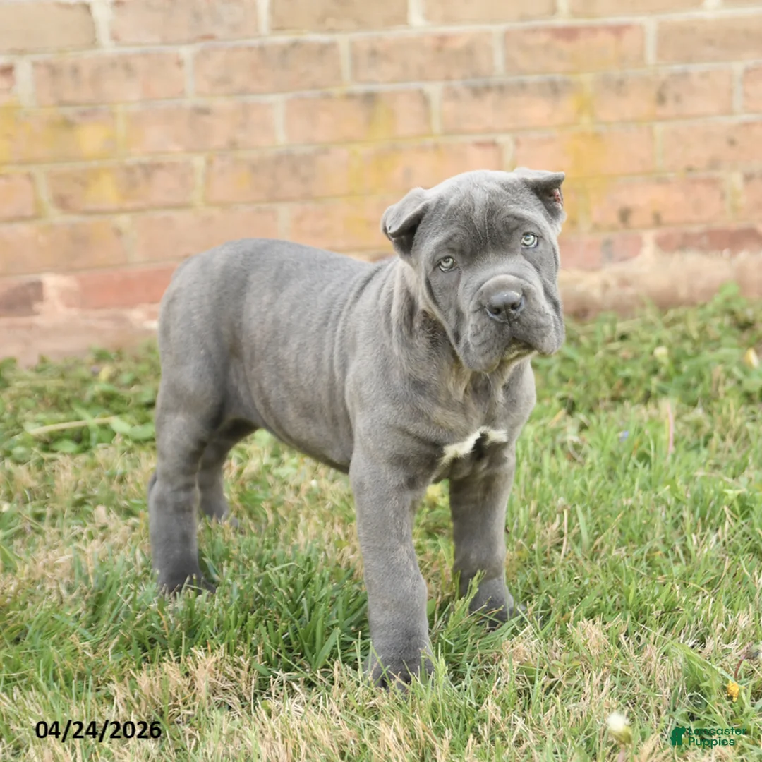 Cane Corso dogs for sale: Coral - Ad 2
